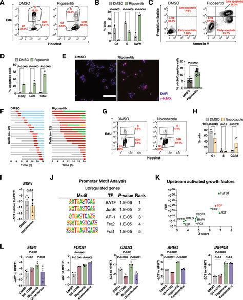 Plk Inhibition Induces Dna Damage With Subsequent Mitotic Arrest A