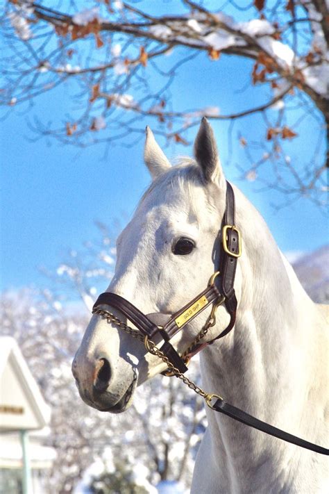 【人気馬】ゴールドシップ 元気です ビッグレッドファーム明和で種牡馬生活競馬 スポーツまとめもりー