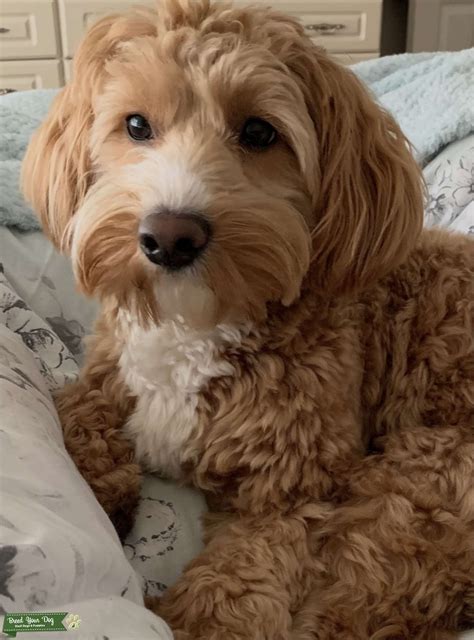Toy Cavapoo stud - Stud Dog in West Midlands , the United States