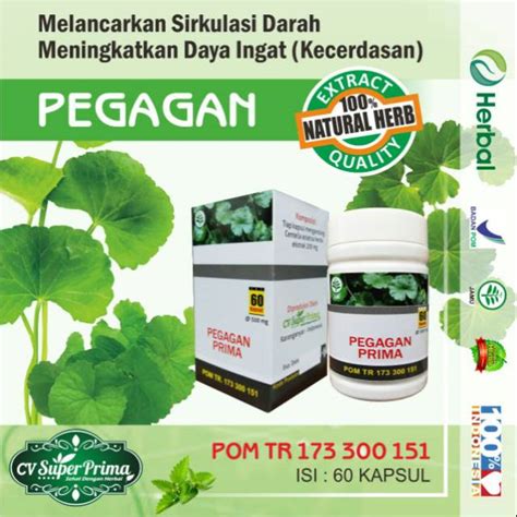 Jual Kapsul Ekstrak Pegagan Herbal Asli Original Kaps