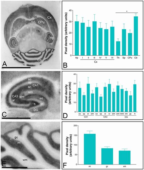 Regional Distribution Of The T Type Ca Channel Cav Subtype In The