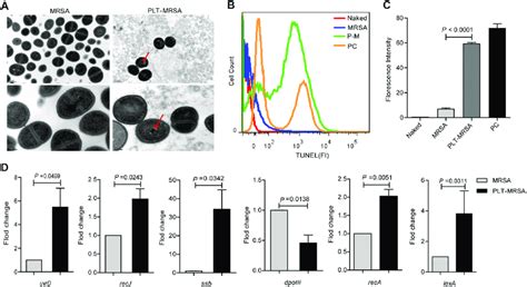 Platelets Induce Chromatin Condensation And Dna Fragmentation Of Mrsa