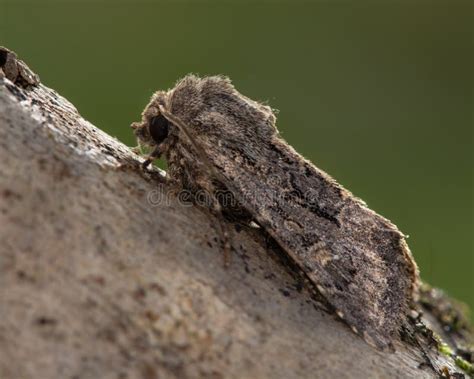 Flounced Rustic Moth Luperina Testacea Stock Photos - Free & Royalty ...