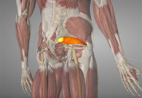 Piriformis Syndrome - a pain in the butt - Marlow Sports Therapy