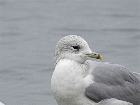 Cambridgeshire Bird Club Gallery Common Gull