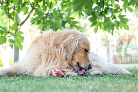 愛犬が足を舐める理由は？癖だけじゃない！病気が隠れている場合も Inunavi（いぬなび）