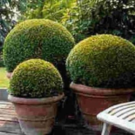 How To Grow Boxwood Artofit