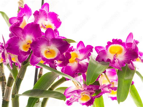 Beautiful Dendrobium Comet King Flowers Akatsuki Orchid On White