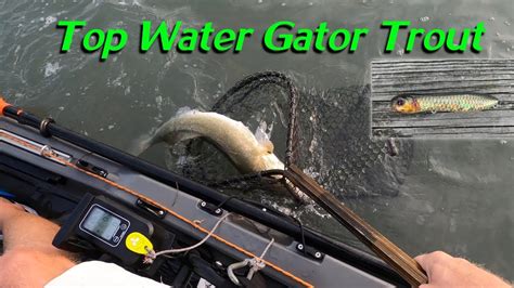 Gator Speckled Trout Redfish Limit A Few Black Drum Kayak Fishing