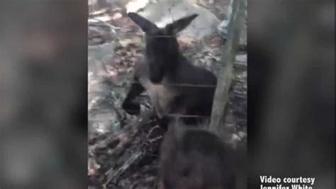 Canguru Ataca Menina De Nove Anos Em Parque Nos Eua