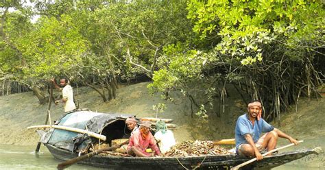 Why Is The Delta Of The Sundarbans In Danger? | Royal Sundarban Tourism 2024