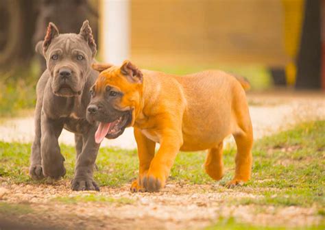 43+ Cane Corso Breeders In Kansas Image - Bleumoonproductions