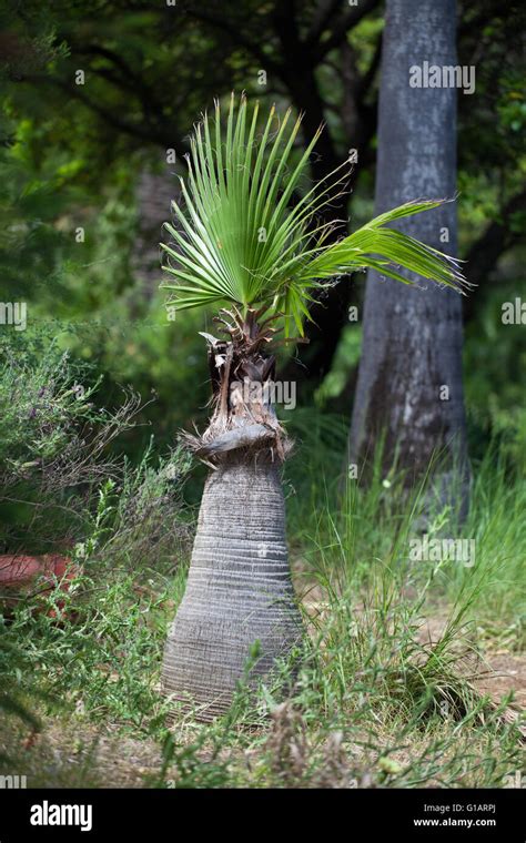 Palm Tree Stump Hi Res Stock Photography And Images Alamy