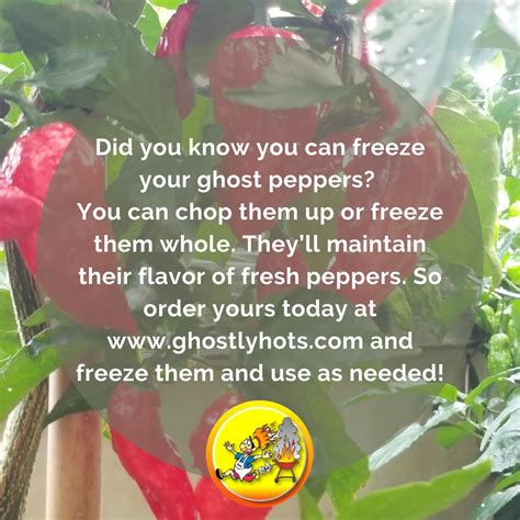 freezing ghost peppers ghostlyhots