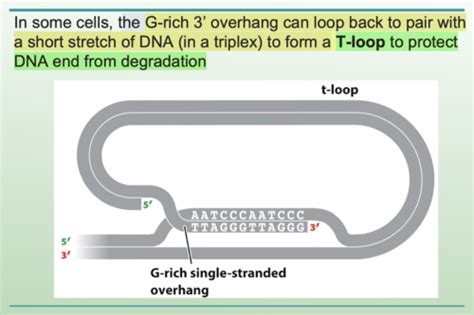 Genetics Ch 11 Chromosome Structure Flashcards Quizlet