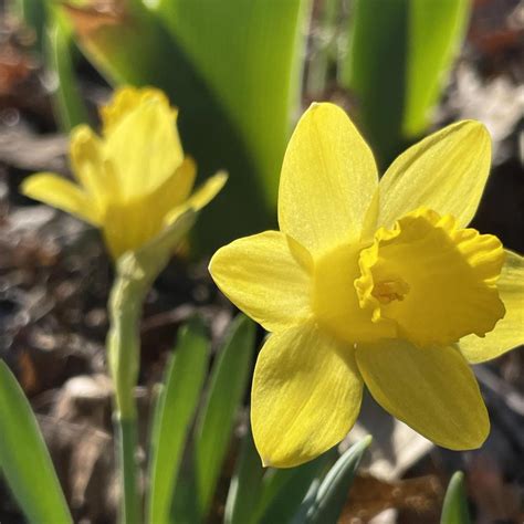 Photo Of The Bloom Of Trumpet Daffodil Narcissus Little Gem Posted