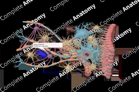 Axon Hillock | Complete Anatomy