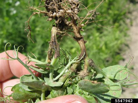 Fusarium Wilts Blights Rots And Damping Off Genus Fusarium