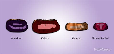 3 Steps to Prevent Kitchen Cockroach Eggs - Dengarden