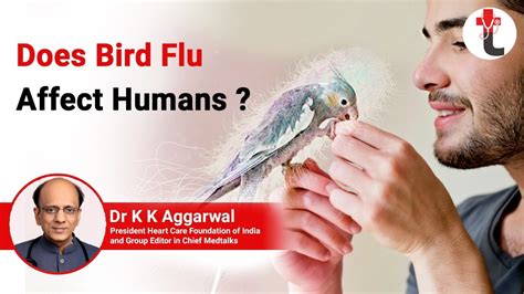 Does Bird Flu Affect Humans H5n1 Bird Flu Virus Outbreak In India