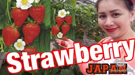 Strawberry Picking In Japan 2019 Eat All You Can At The Farm Youtube