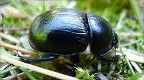 Rare Beetle Discovered At Runcorn Hill Nature Reserve Bbc News