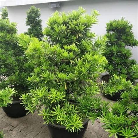 Jual TANAMAN HIAS LOHANSUNG BIBIT BAHAN BONSAI LOHANSUNG Shopee Indonesia