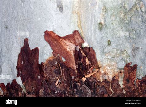 Base Of Trunk Of Lemon Scented Gum Blue Spotted Gum Eucalyptus