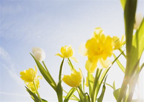 Hintergrundbilder Tulpen Blumen Sonne Himmel Stimmung Frühling