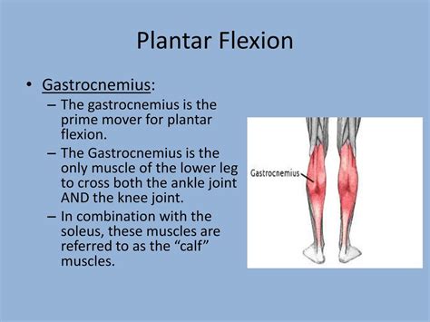 Plantar Flexion Muscles