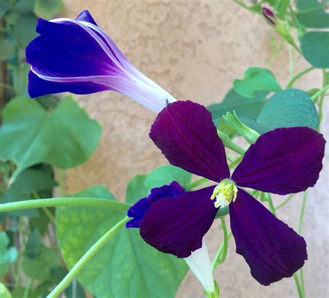 34 Clematis ideas | clematis, clematis vine, plants