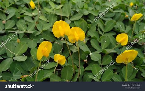 Arachis Duranensis Wild Annual Plant Native Stock Photo 2270784267