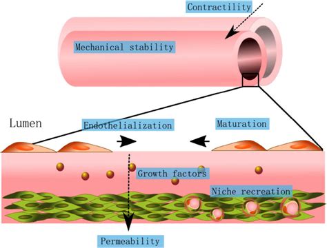 Role Of Perivascular Cells In The Generation Of Tissue Engineered