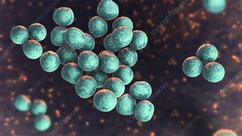 Staphylococcus Lugdunensis Bacteria Illustration Stock Image F