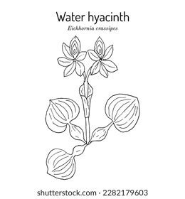 Water Hyacinth Eichhornia Crassipes Edible Plant Stock Vector Royalty