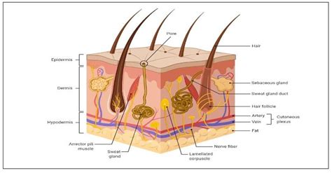 Different layers of skin | Download Scientific Diagram