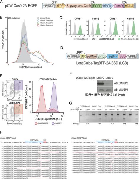 Dual-color inducible CRISPR strategy efficiently modifies DUSP genes in ...