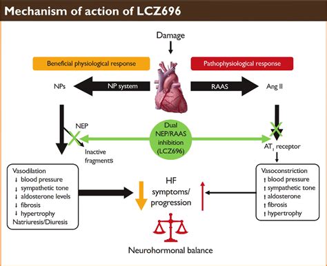 Figure From Sacubitril Valsartan A Novel Angiotensin Receptor