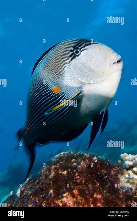 Sohal Surgeonfish Acanthurus Sohal Swimming Over Piece Of Wreckage To