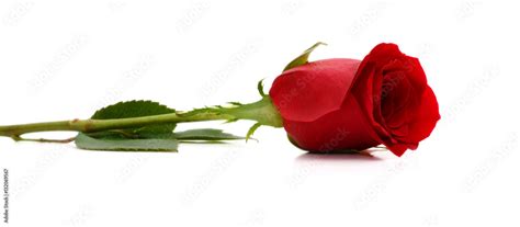 beautiful single red rose isolated on white background Stock Photo ...