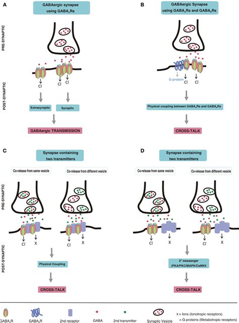 Frontiers Gabaa Receptors Post Synaptic Co Localization And Cross