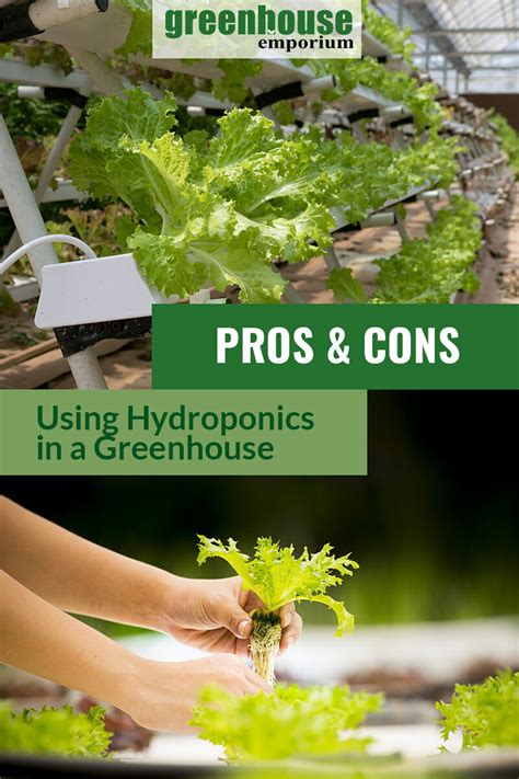 Pros Cons Of Using Hydroponics In Greenhouses