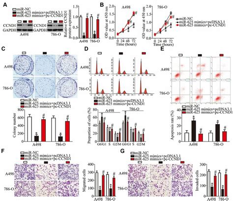 Ccnd Reintroduction Partially Reverses The Effects Of Mir