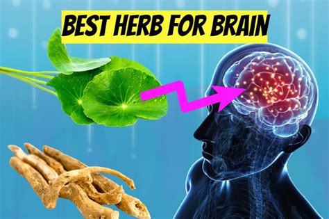 Best Brain Boosting Herbs That Enhance Your Memory