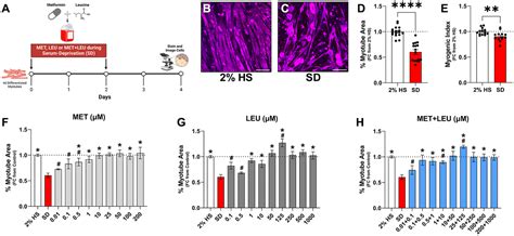 Cellular Senescence And Disrupted Proteostasis Induced By Myotube