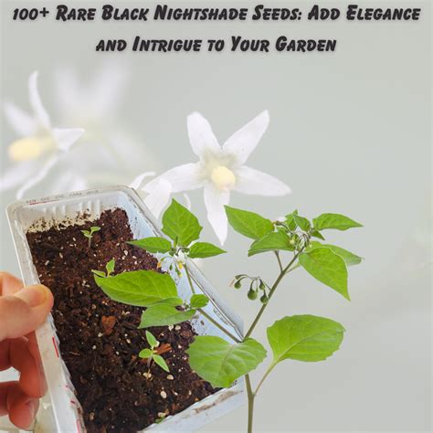 500 Rare Solanum Nigrum Black Nightshade Seeds Exquisite Garden