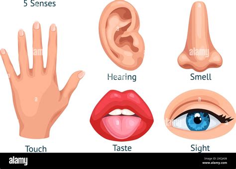 Cartoon Sense Organs Five Senses And Sensation Human Sensory Organ