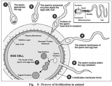 Fertilization Definition And Mechanism Biology Ease