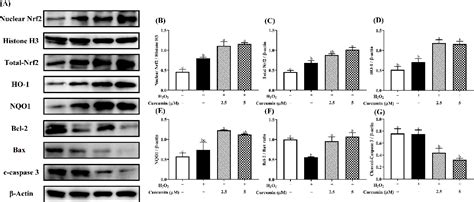 Figure 5 From Curcumin Protects Human Trophoblast Htr8svneo Cells From