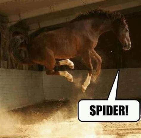 SPIDER! - Funny Photo (30702047) - Fanpop